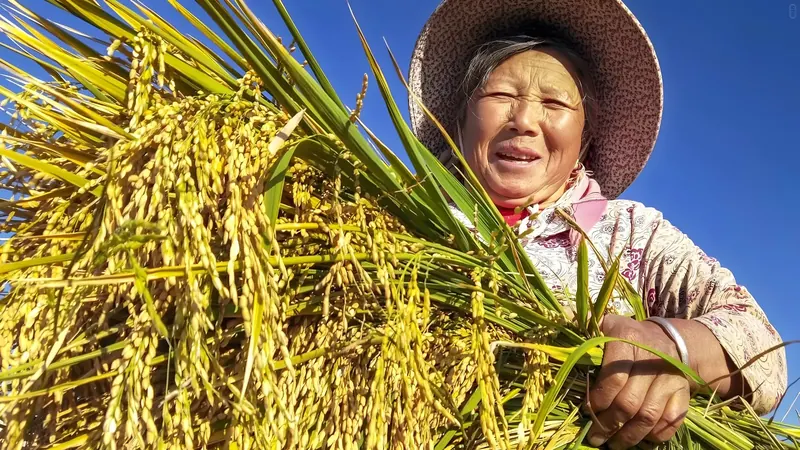 A smiling Bai farmer carrying golden rice under a blue sky