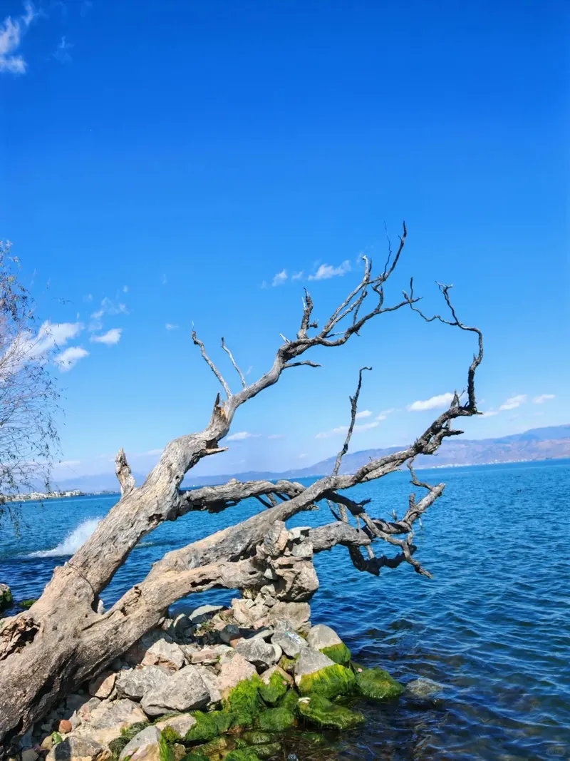 A weathered lone tree over the blue water of Erhai Lake