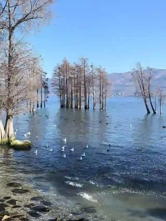 Cypress trees in the shallows of Erhai at Longkan