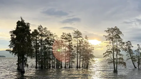 Cypress trees standing in the water at Longkan at dawn