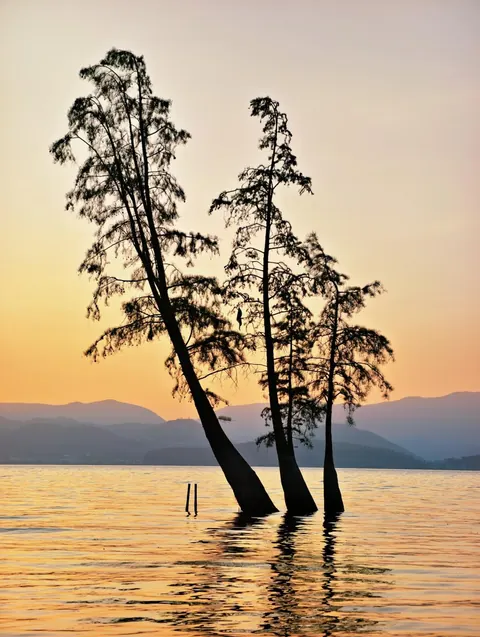 Slender trees in the lake silhouetted against a golden sunrise