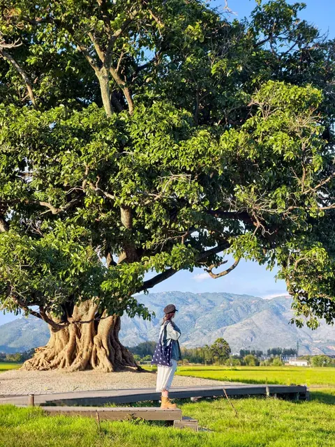 A huge old tree standing in the fields outside Xizhou